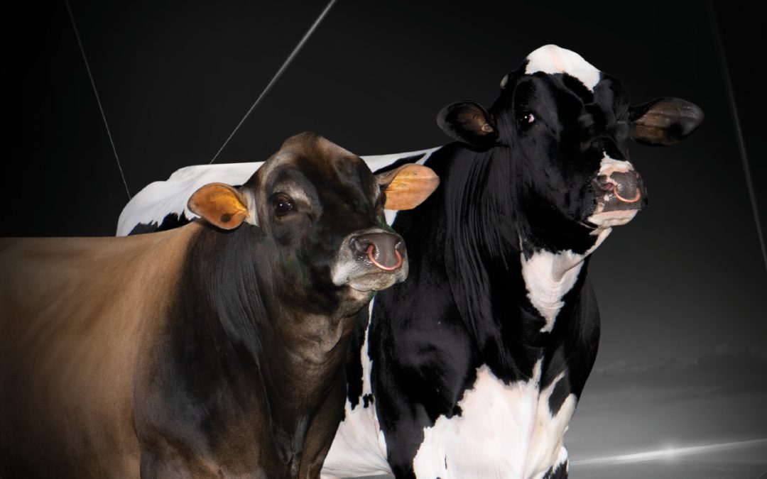 TLG New August 2022 Sire Update OUT NOW