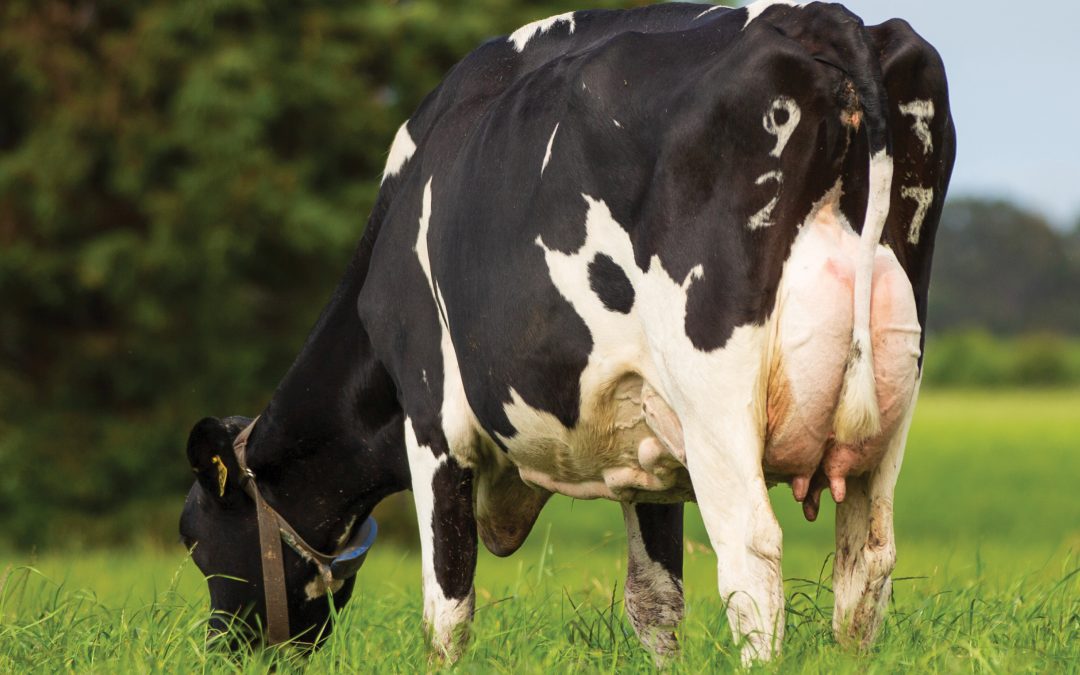 TLG August 2025 Sire Directory OUT NOW