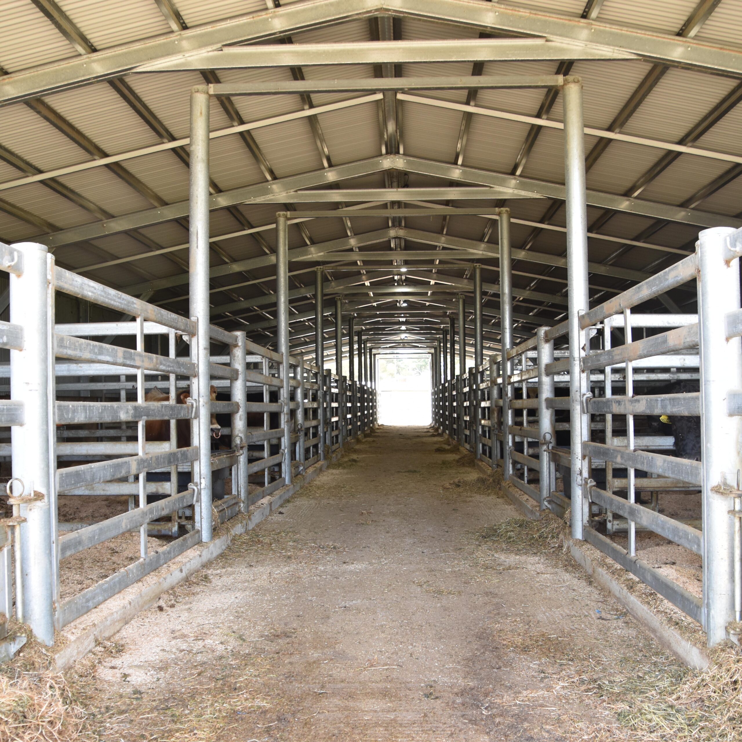 TLG Bull Shed as Square DSC_0094